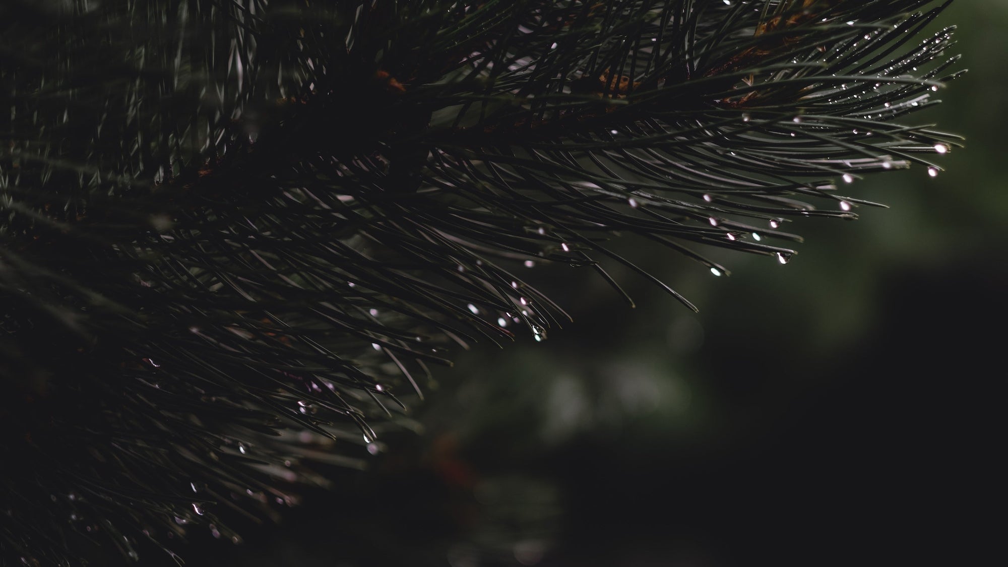HOMEPAGE